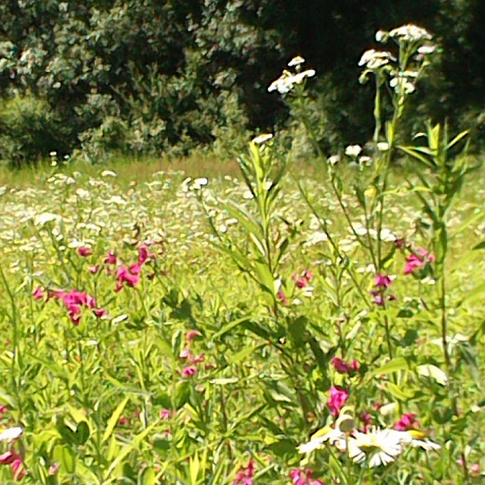 Illustration d'une prairie