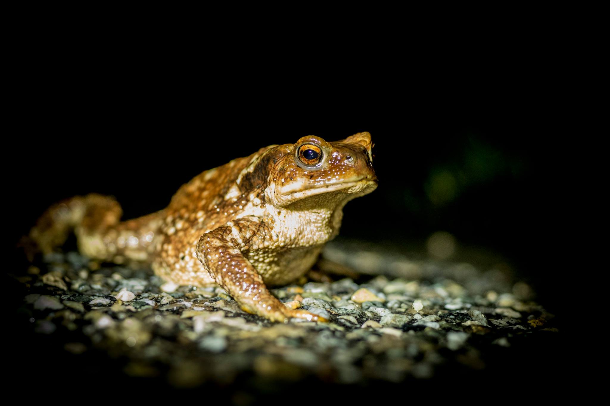 Illustration du crapaud commun Bufo bufo